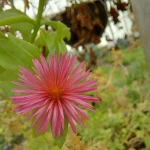 Flor De Rocio