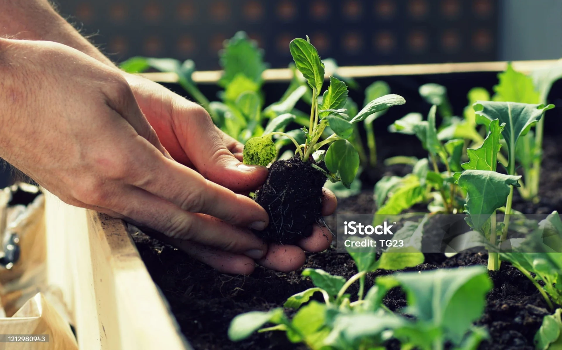 Gardening In Spring On My Terrace, Dirty Hands Holding A Seedling, Planting.
