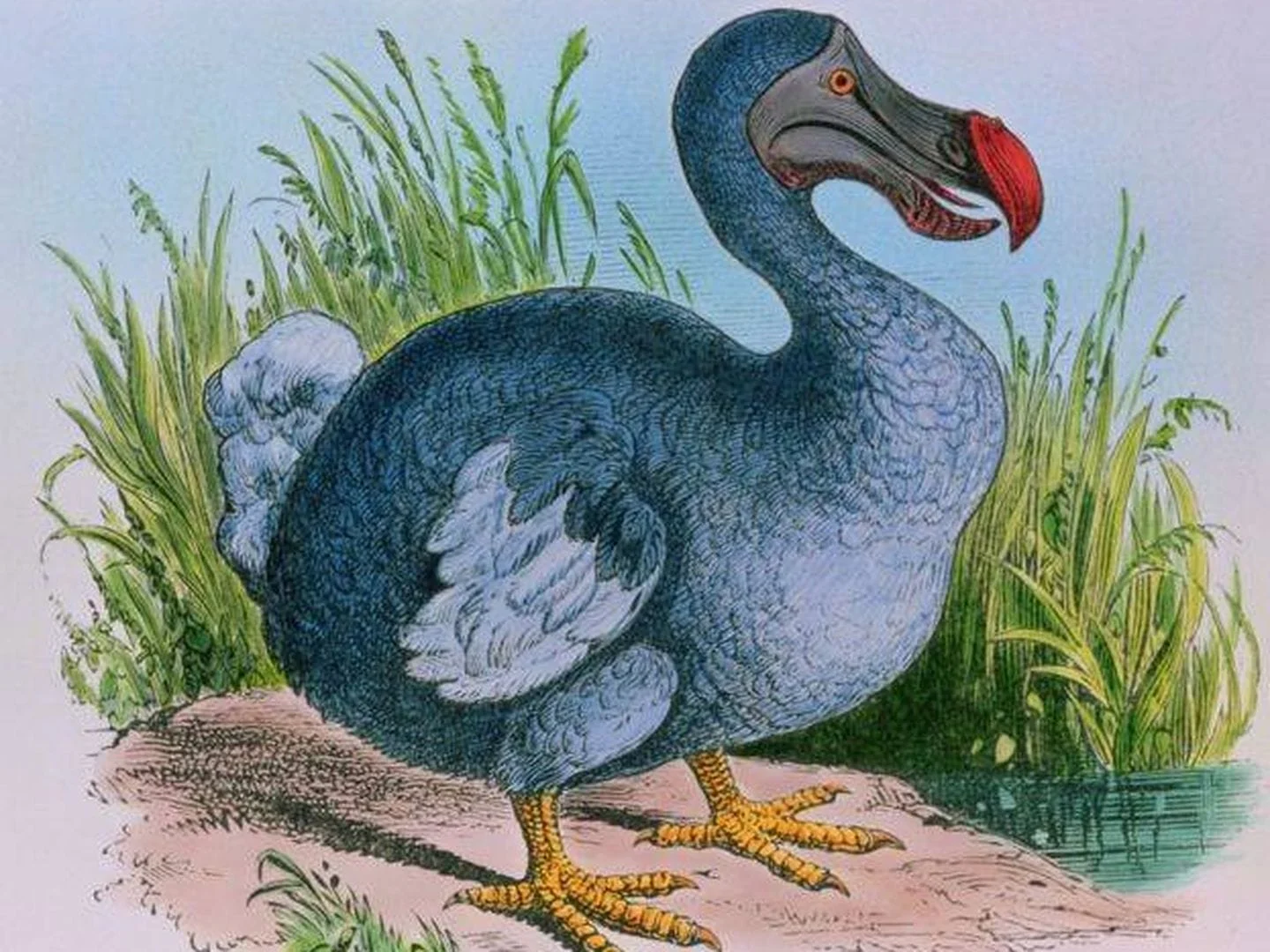 Dodo 1