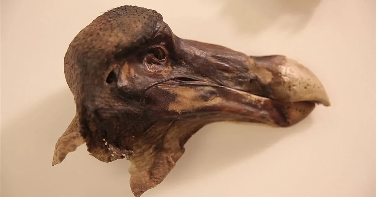 Dodo Cabeza
