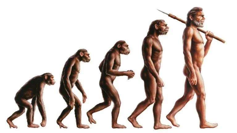 Evolucion Humana