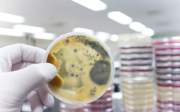Descubren Hongos Que Descomponen Plastico En Semanas
