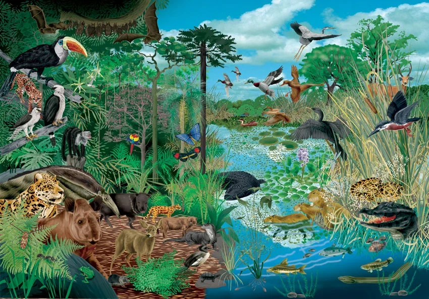 Ecosistema Reinos Seres Vivos
