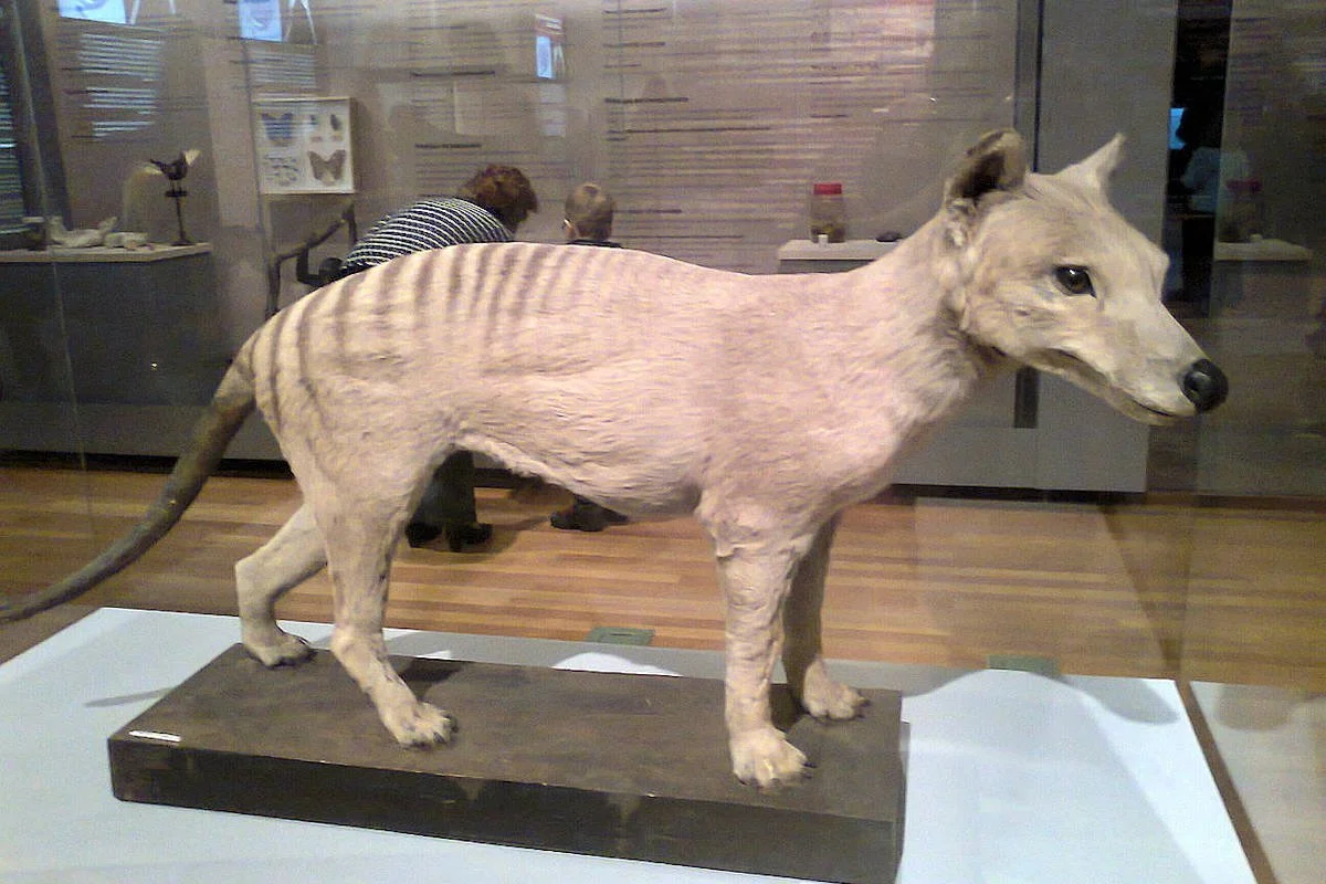 Tigre de tasmania