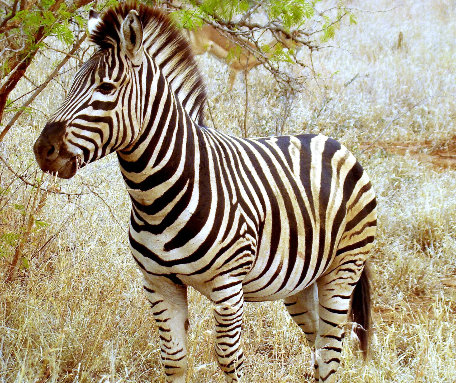 Beautiful zebra in south africa