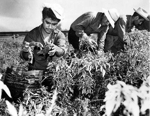 Mexican Braceros California