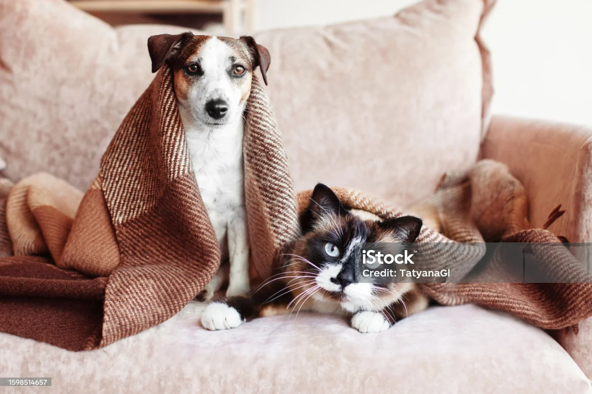 Istockphoto 1598514657 2048x2048