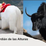 El yak guardian de las alturas