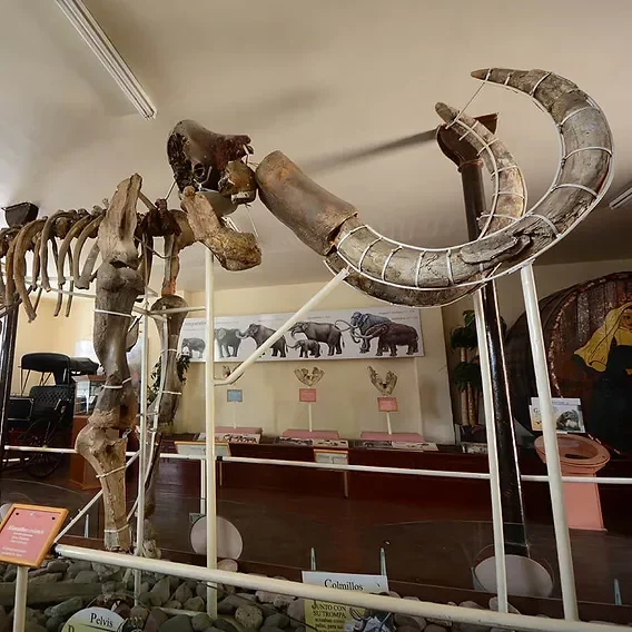 Museo Del Mamut