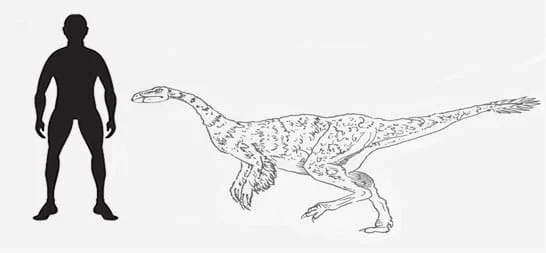 Mexidracon Longimanus Illustration